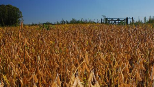Etapa final para la cosecha de soja de primera y maíz temprano en el centro del área agrícola