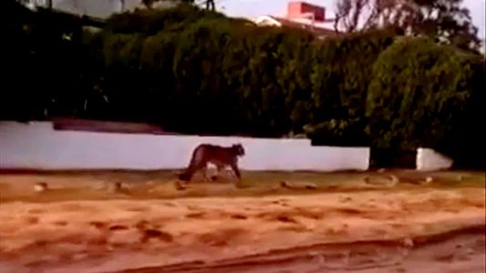 Pumas en Gesell: dieron por finalizada la búsqueda y la ciudad retoma su ritmo habitual