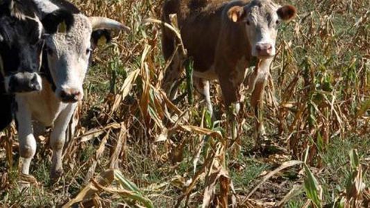 El Gobierno oficializó el beneficio automático para productores afectados por la sequía o en emergencia agropecuaria