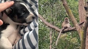 Video: un mono secuestró a un perro y lo mantuvo en un árbol durante días