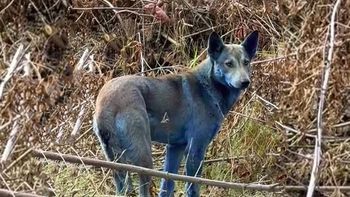 Los perros de color azul: un misterio que desorienta a los pobladores y a los científicos