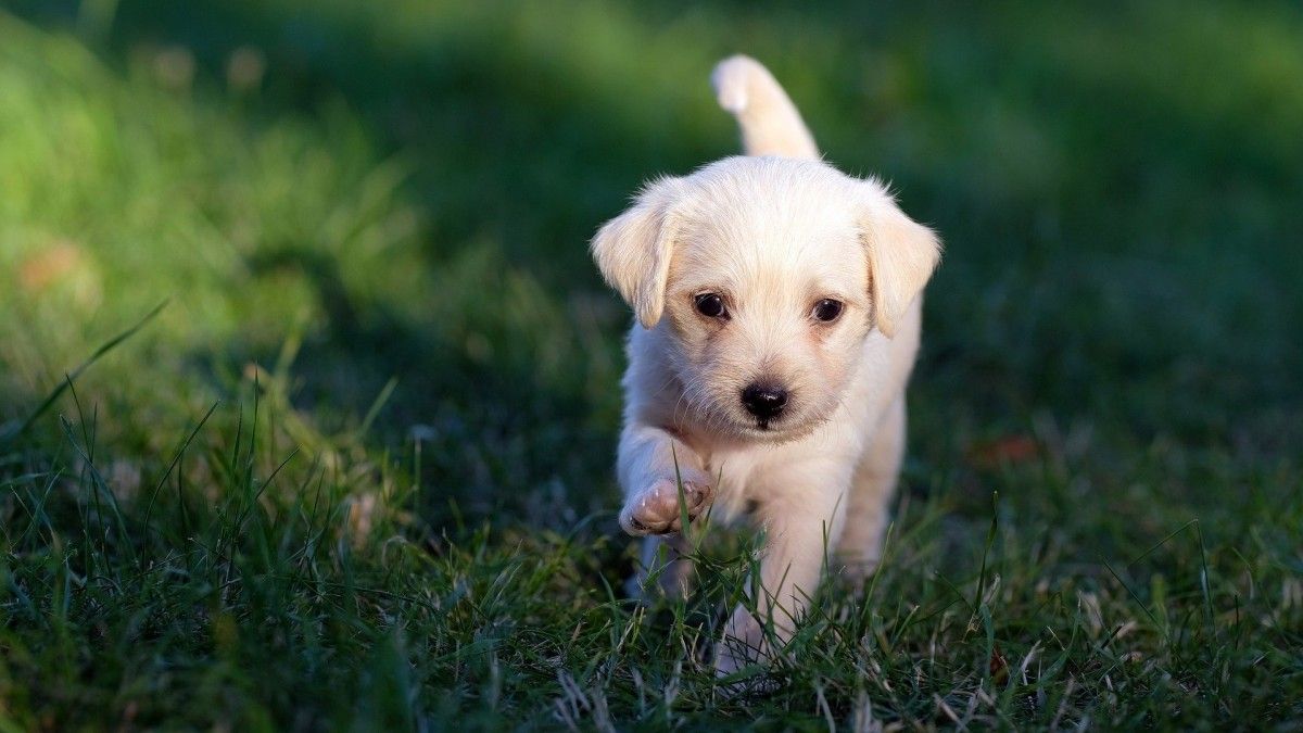 TikTok: no quería perros hasta que un cachorro le hizo cambiar de opinión