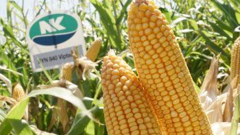NK presentó novedades en maíz y girasol para la próxima campaña