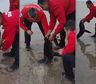Conmovedor rescate a un lobo marino atrapado en una red