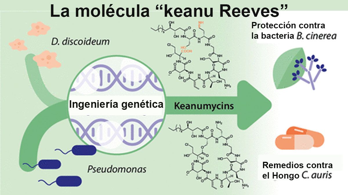 La molécula en honor a Keanu Reeves, puede evitar que se pudran cultivos y que las personas contraigan enfermedades intrahospitalarias en internaciones complejas o prolongadas (Foto: Journal of the American Chemical Society)