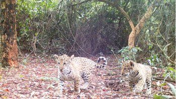 Dos cachorros de yaguaretés y su madre, liberados en el Parque Nacional Iberá