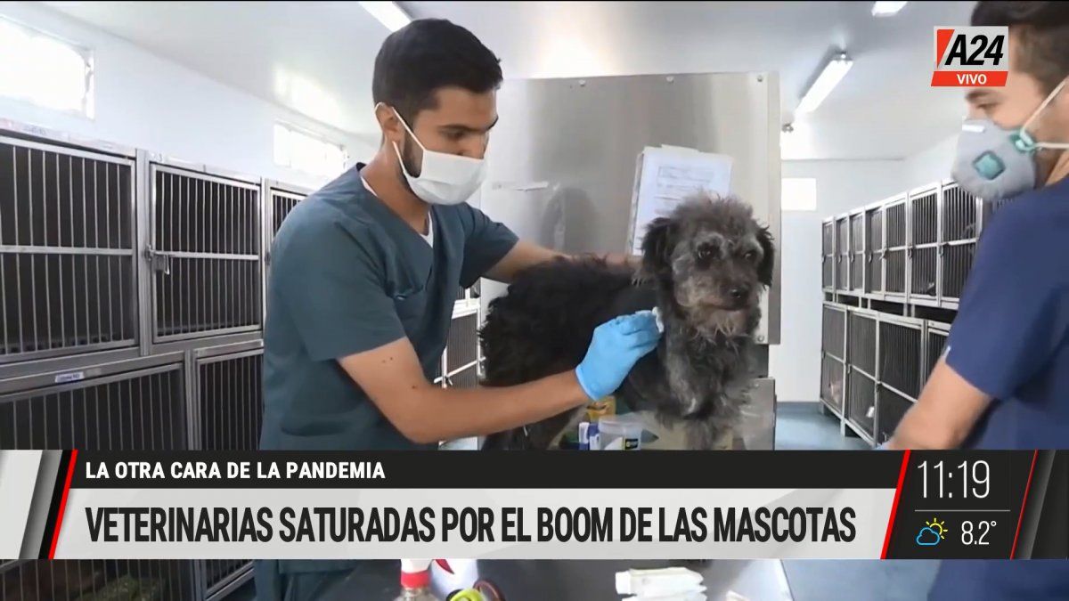 En Estados Unidos hay un boom de mascotas y las veterinarias están saturadas. (Captura de Tv)