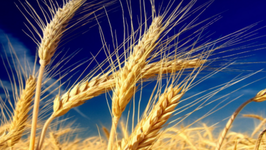 Por qué el trigo lograría la mayor superficie de siembra en veinte años