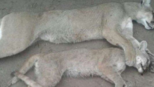 Rompió la cuarentena para salir a cazar: mató a un puma y sus dos crías