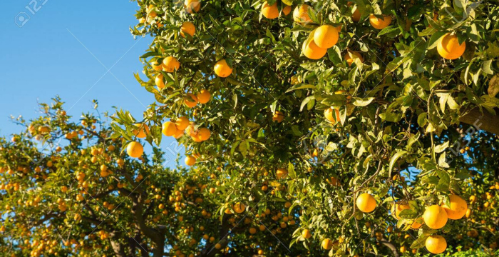 Entre Ríos: refuerzan programa para prevenir casos de HLB en plantaciones de cítricos