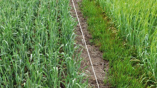 Con el avance del trigo, también podría haber más malezas: presentan un nuevo herbicida