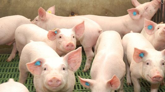 Alerta sanitaria: llegó a Latinoamérica la enfermedad que redujo un tercio el rodeo de cerdos de China