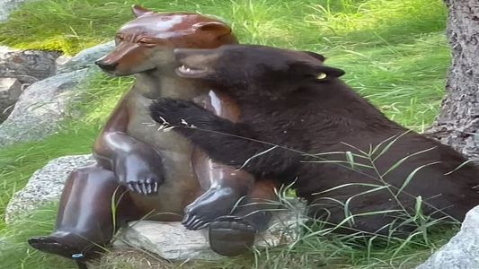 Un oso confundió a una estatua con un animal y se hizo viral