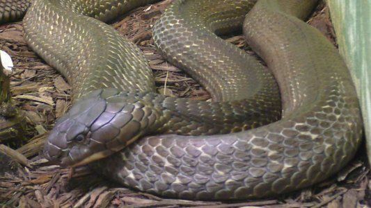 Se enfrentó a la serpiente venenosa más grande del mundo y el final es increíble
