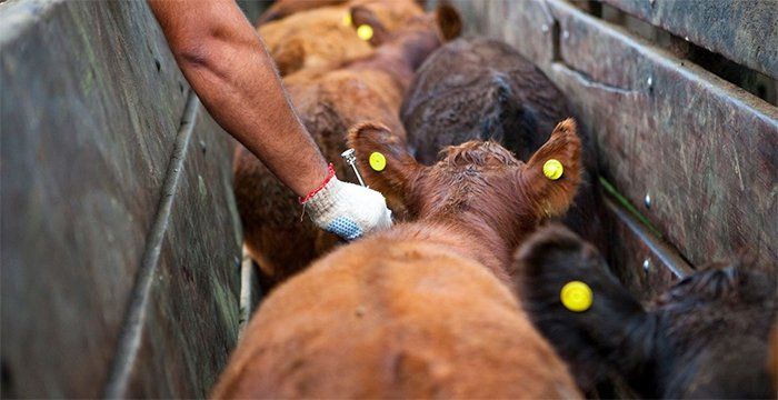 Preocupación y sorpresa en el Senasa por la decisión de Brasil de dejar de vacunar contra la fiebre aftosa