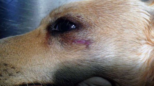 Un hombre fue condenado por ahorcar y matar a su perra