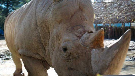 El Eco parque que no fue: muerte y abandono de animales en el ex Zoo porteño