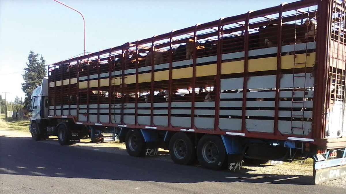 Los camioneros aseguran que se sienten expuestos por los efectos que genera la escases de gasoil. 