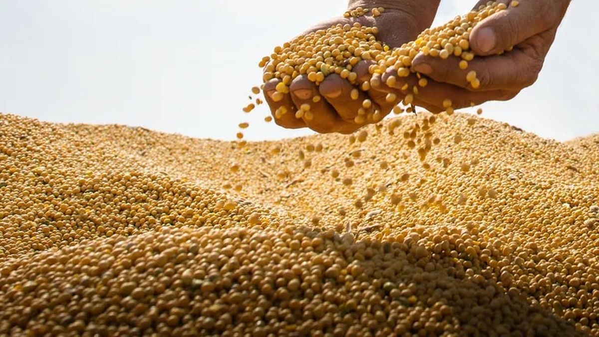 Más presión para el complejo sojero: productores que retengan la cosecha tendrán créditos más caros (Foto: Twitter)