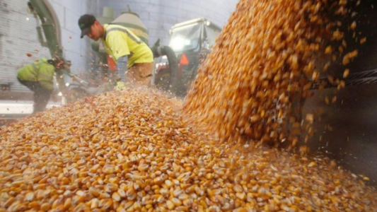 Imputan por fraude a directivos de acopios cordobeses que operaban con Vicentin