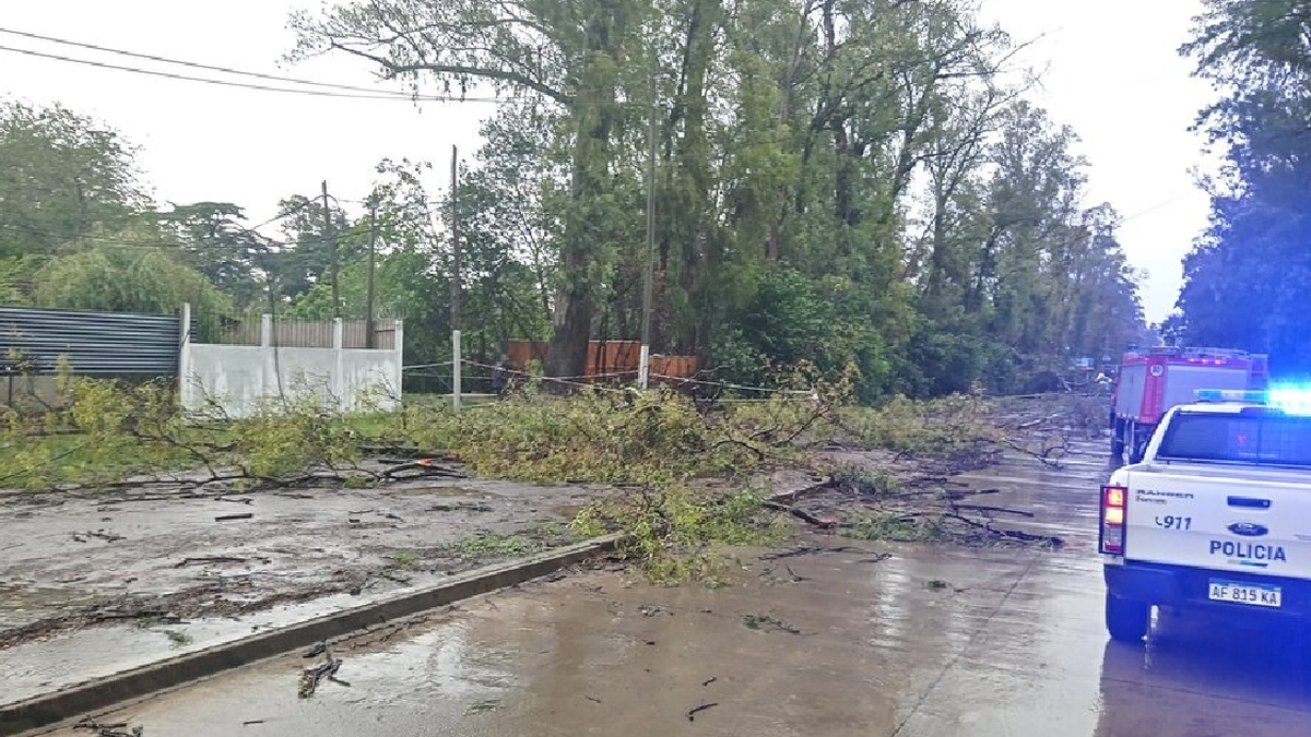 Una mujer murió aplastada por la rama de un árbol en la localidad bonaerense de La Reja. (Foto: gentileza N/A)