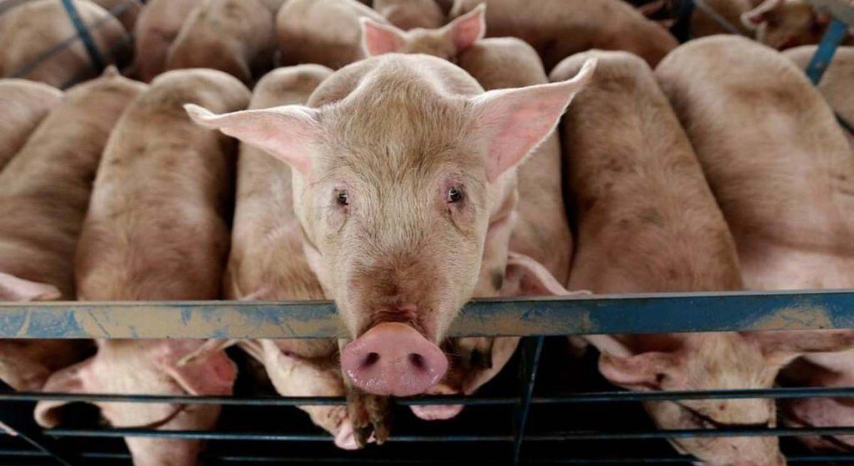Alerta ambiental en Argentina: ¿podemos ser el epicentro de una nueva pandemia?