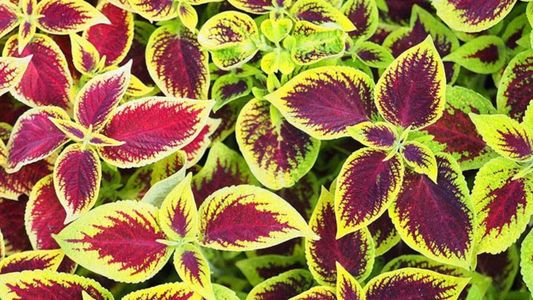 Cuáles son las mejores plantas de interior: fáciles de mantener y mejoran el ambiente