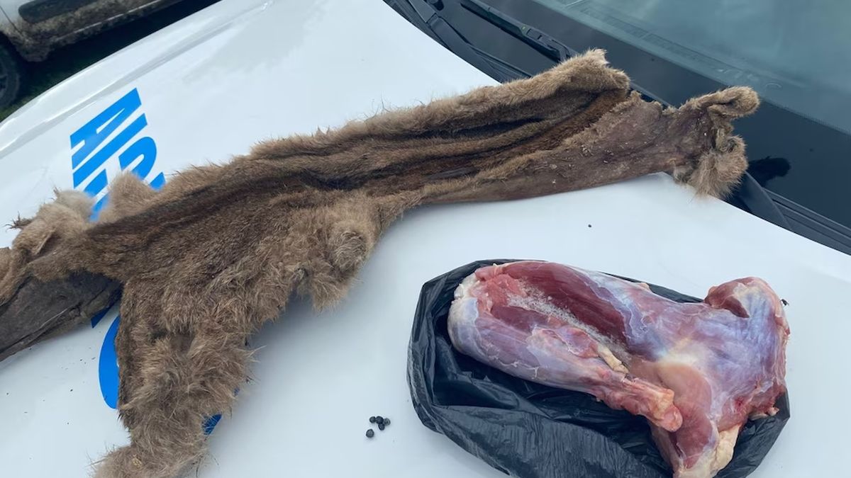 Cazaron un puma y lo mostraron como trofeo en WhatsApp: allanamiento, secuestro y un joven implicado