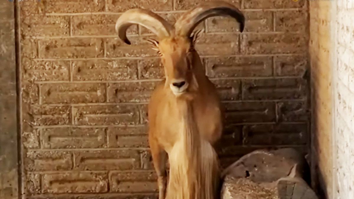 En total fueron cuatro las cabras pigmeas carneadas en el zoo (Foto: captura de TV).