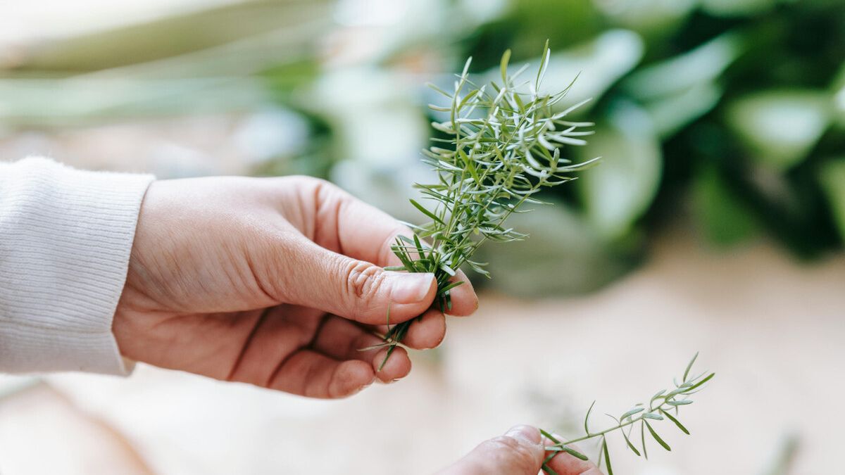Romero: la planta aromática que cuida tu salud