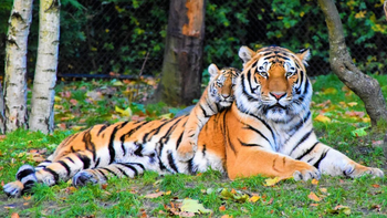 Un tigre en peligro de extinción mató a la hembra durante el acto sexual