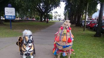 El maltrato animal que no fue en el marco de la edición 123º de la Fiesta de la Virgen de Guadalupe en Santa Fe (Foto: Twitter: Guillermo Álvarez). El maltrato animal que no fue en el marco de la edición 123º de la Fiesta de la Virgen de Guadalupe en Santa Fe (Foto: Twitter: Guillermo Álvarez).