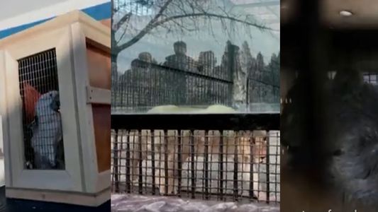 Los exóticos animales que Vladimir Putin le regaló a Kim Jong-un