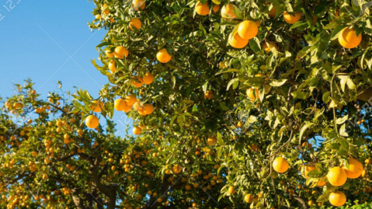 Entre Ríos: refuerzan programa para prevenir casos de HLB en plantaciones de cítricos