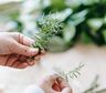 Truco para cultivar romero sin semillas y disfrutar de sus grandes beneficios