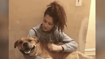 Fue a adoptar un perro y encontró al que había perdido