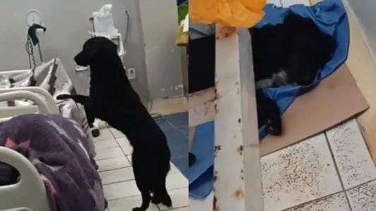 Acompañó a su dueño, pero tuvo un inesperado final: la dolorosa historia que dio la vuelta al mundo