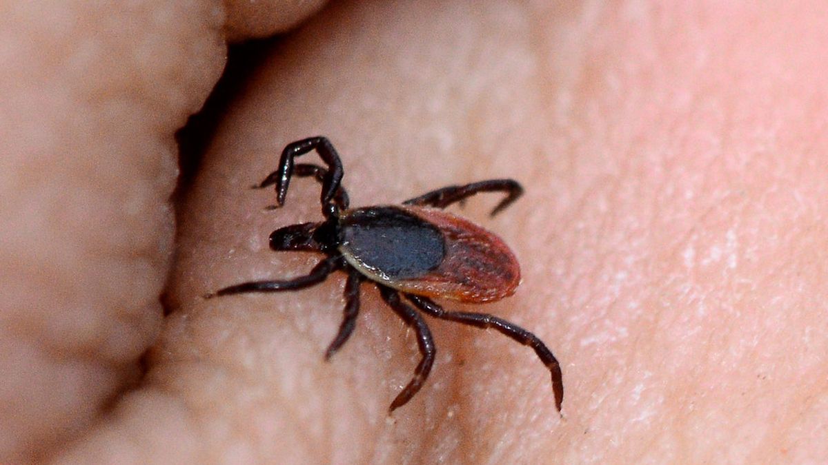 La enfermedad de Lyme es provocada por la mordedura de una garrapata infectada.