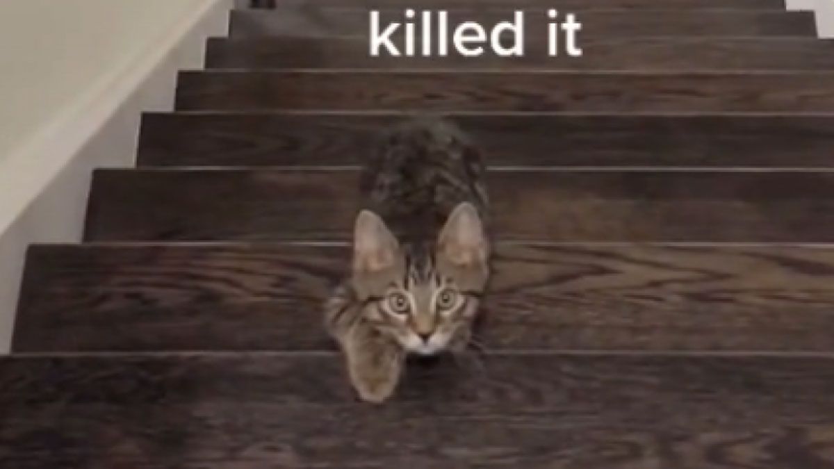 El gatito que juega a Luz roja
