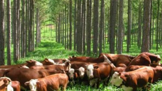 Industria forestal: cambio climático y las oportunidades comerciales, los focos del tercer seminario de Afoa