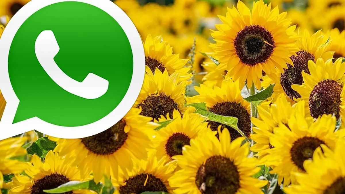 Activá el modo flores amarillas en WhatsApp y personalizá tu ícono.
