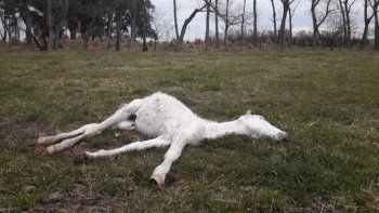 Detuvieron a un hombre por maltrato animal: tenía más de 400 caballos con signos de desnutrición y 25 estaban muertos