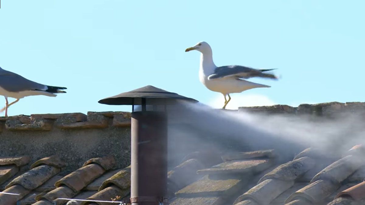 Una gaviota, junto a la chimenea con la fumata blanca, como en 2013, cuando fue elegido Francisco (Foto: Captura de TV)