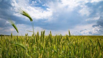 ¿Alcanzan las lluvias de estos días para cerrar la campaña agrícola? La situación en distintas zonas productivas