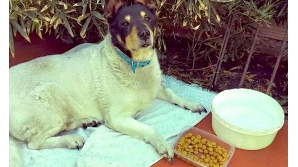 La conmovedora historia de Toto, el perro callejero que esperó un mes a su dueño en la vía del tren