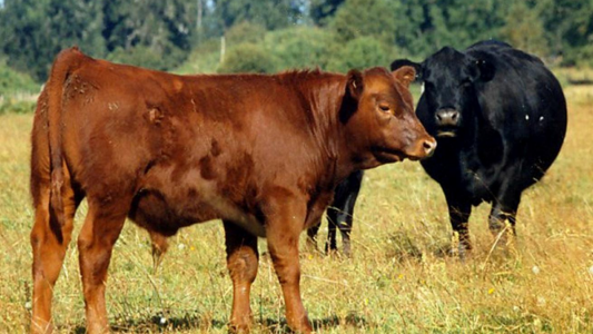 Lanzan nueva vacuna contra enfermedades clostridiales para bovinos, ovinos y caprinos