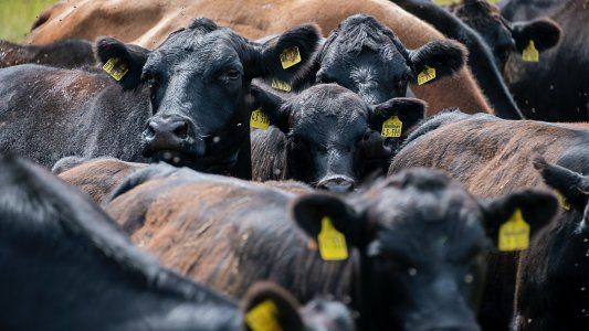 El Gobierno lanza campaña para reducir el consumo de carne