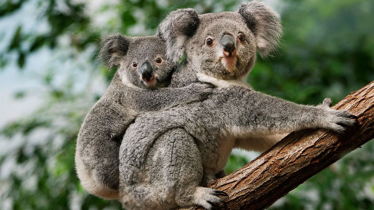 Las cr&iacute;as de los koalas, si matan a sus madres, no pueden sobrevivir y la especie queda en peligro de extinci&oacute;n. (foto: Gentileza Weekend)
