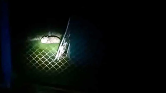 Terror: vecinos denuncian que un puma está suelto y que ya se comió decenas de animales