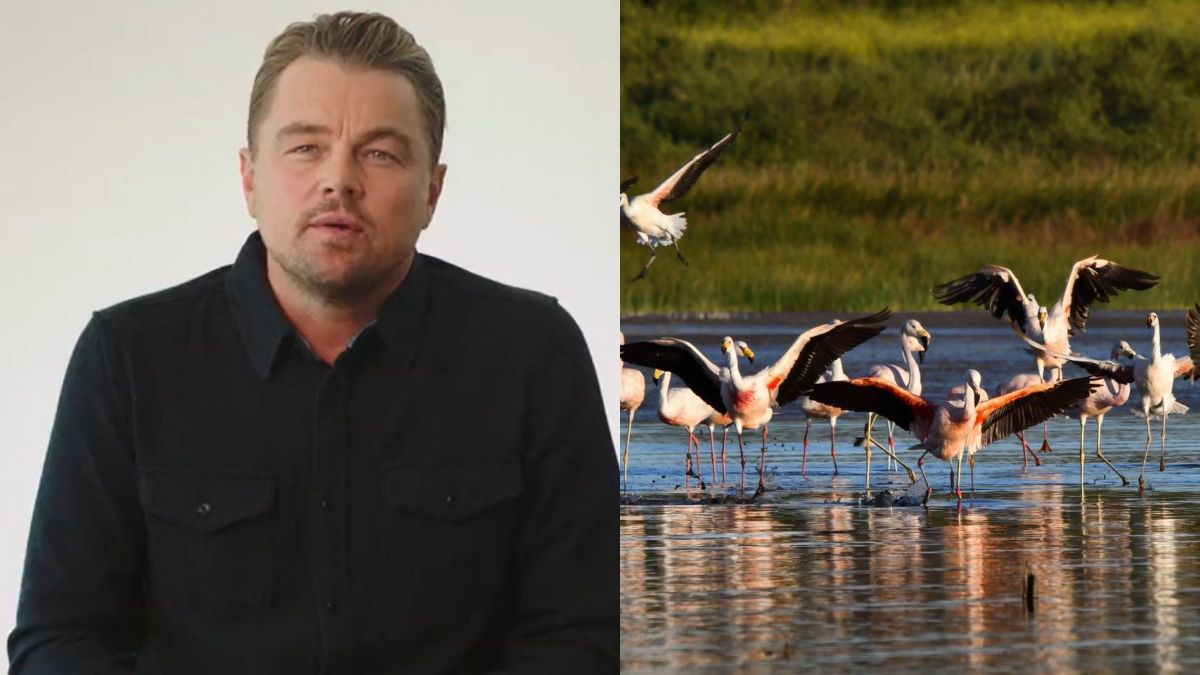 Leonardo Dicaprio celebró la creación de un parque nacional en Córdoba y Juan Cabandié le respondió&nbsp;